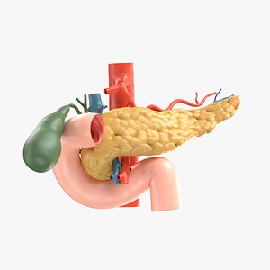 human pancreas 3D
