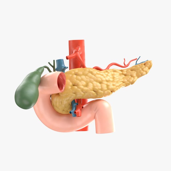 Pancreas Cross Section Anatomy 3D Model | lupon.gov.ph