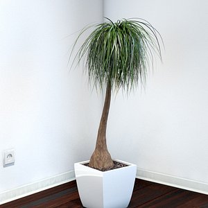 Beaucarnea Recurvata