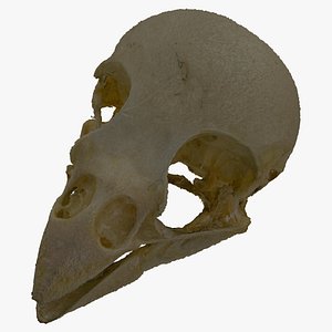 Canary Skull 01 RAW Scan
