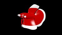 betta_red_white_rigged