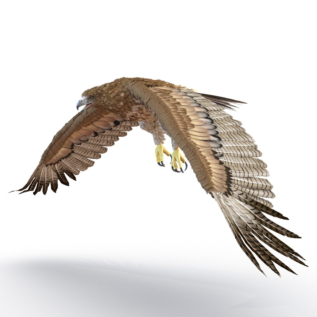 Gurney Eagle Pose 4 3D Model 3D model preview