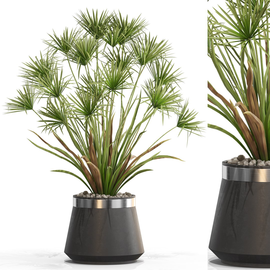 Plants collection 669 model https://p.turbosquid.com/ts-thumb/Fn/yfGb0k/Xk/plant_669_01.rgb_color/jpg/1651827514/1920x1080/fit_q87/05ff94e7dc56eda0bc6e2c528689e149696d0408/plant_669_01.rgb_color.jpg