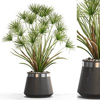 Plants collection 669