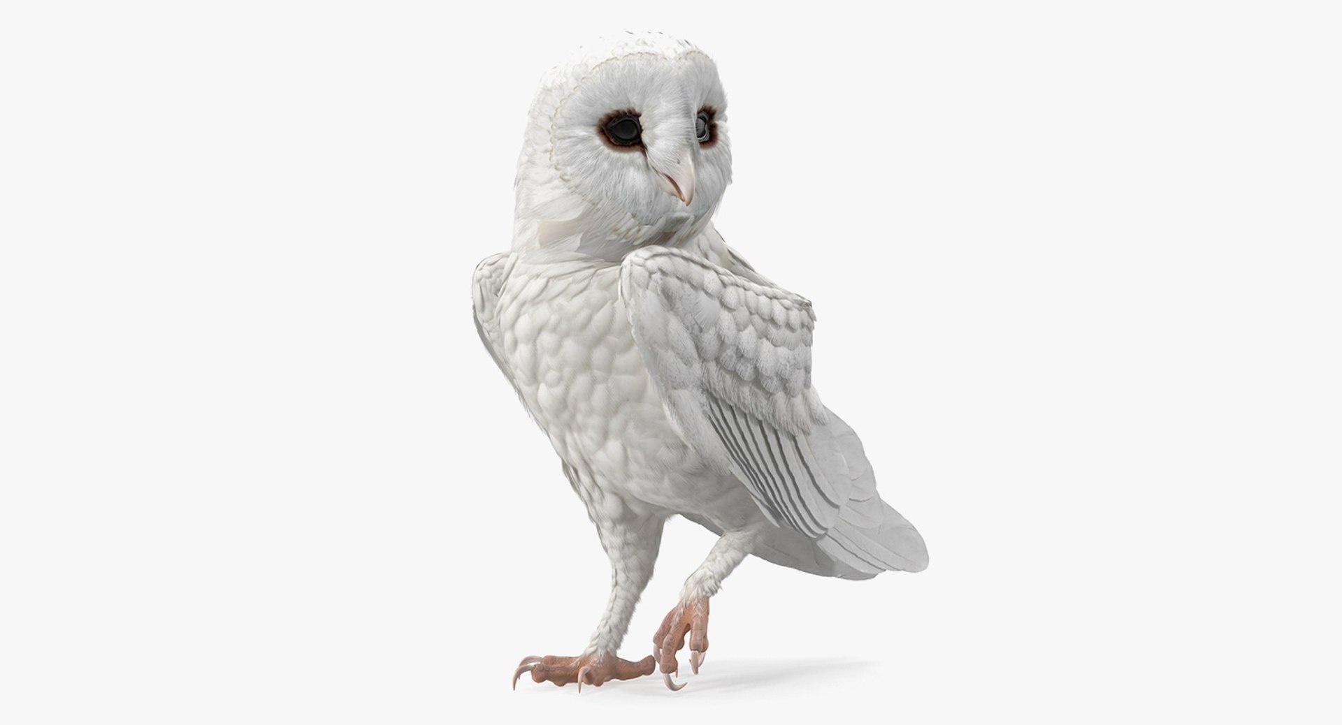 White Barn Owl Standing 3D model preview