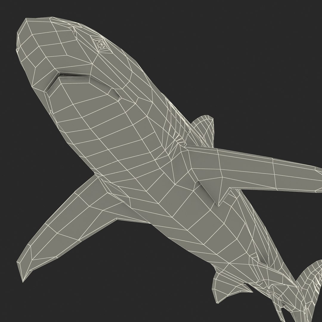 3d dusky shark rigged