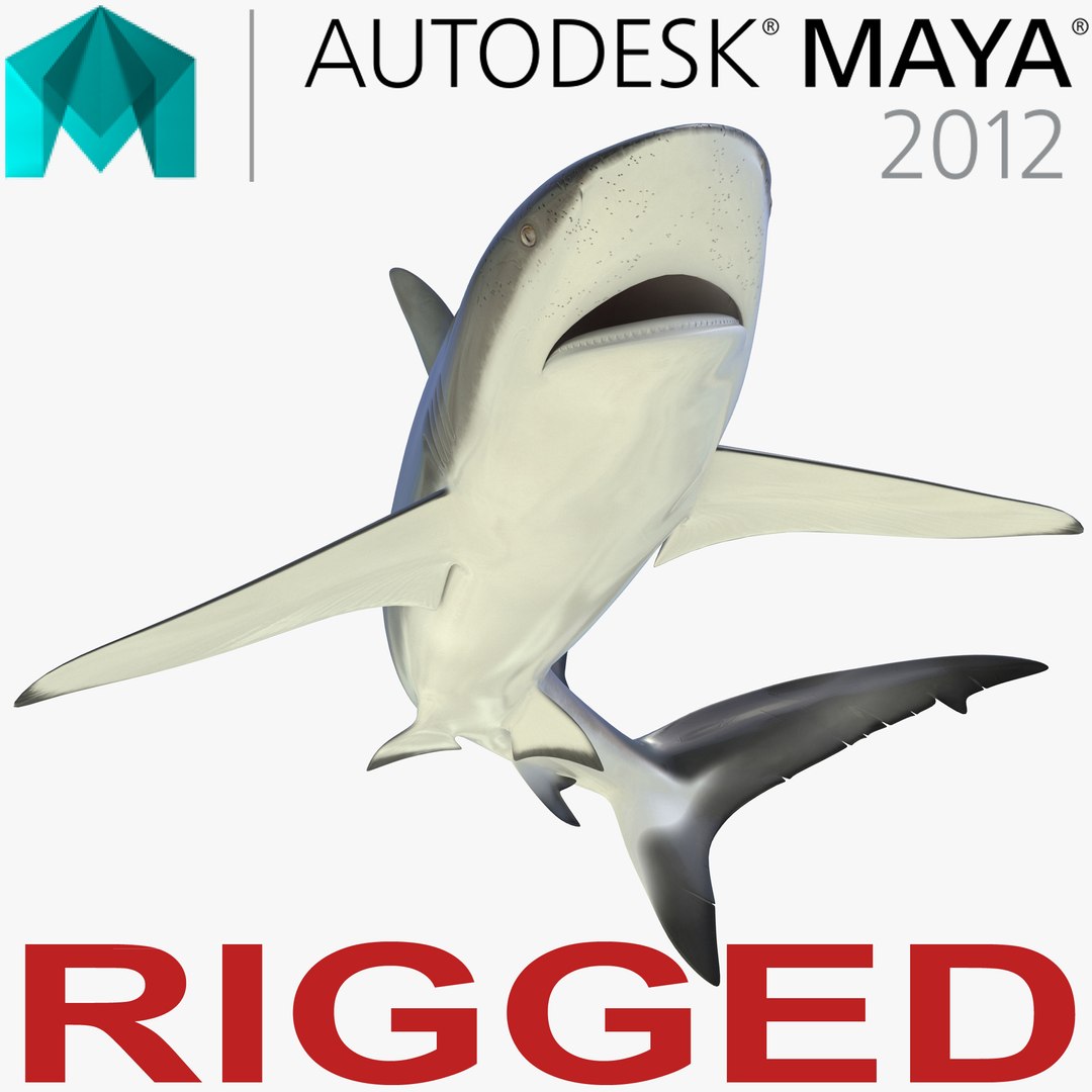 Dusky Shark Rigged for Maya 3D Model 3D model preview