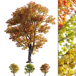 Acer platanoides - Norway Maple 01 3D model