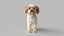 realistic cavoodle dog rigged model