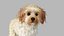realistic cavoodle dog rigged model