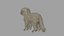realistic cavoodle dog rigged model