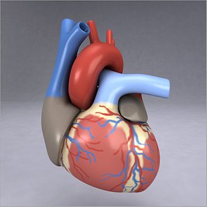 3ds max human heart