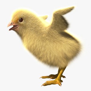 Chick (2)