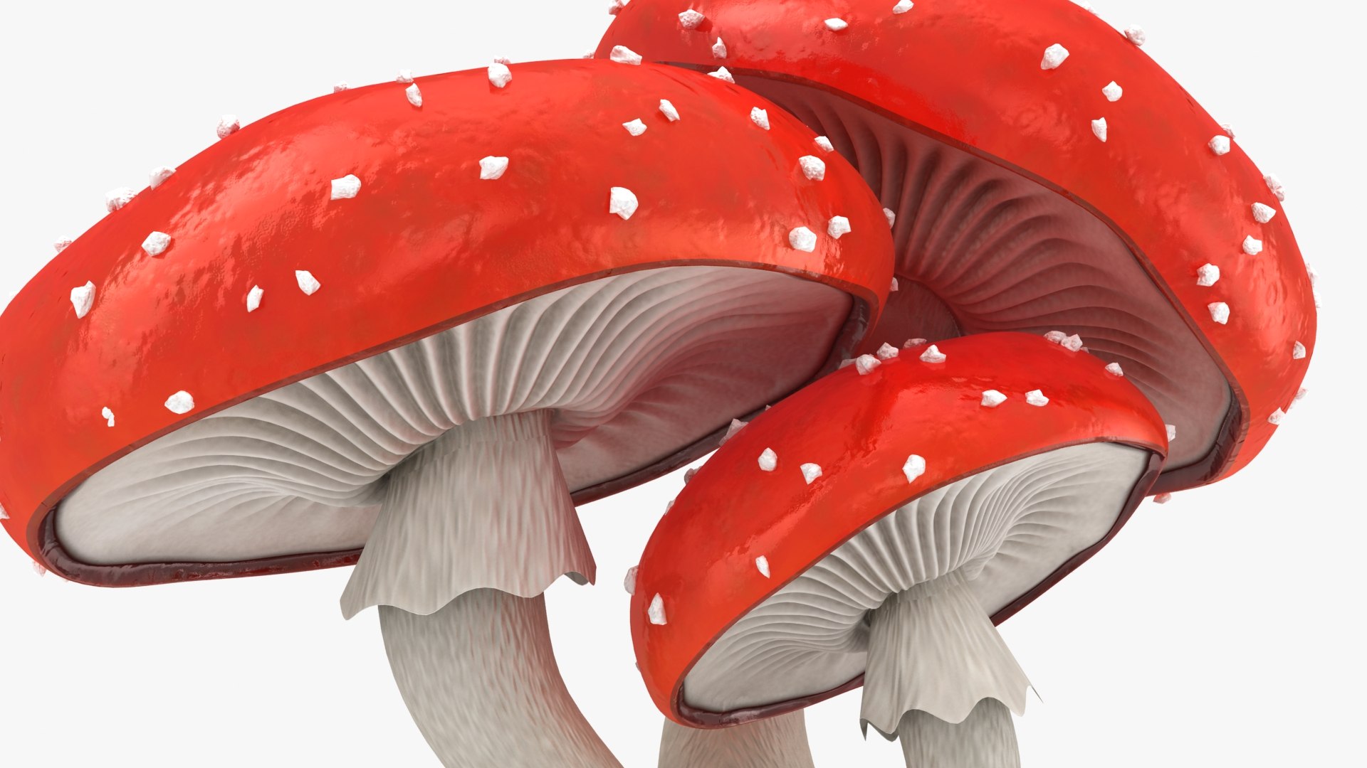 obj mushrooms amanita https://p.turbosquid.com/ts-thumb/Fo/PG8ztG/Fn/mushroomsamanita_b0014/jpg/1673195965/1920x1080/fit_q87/19bcbd93bd29489bfeb2ebb4e5bf981a8c60e77b/mushroomsamanita_b0014.jpg