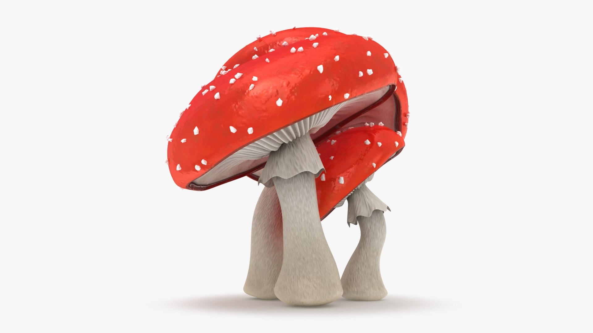 obj mushrooms amanita https://p.turbosquid.com/ts-thumb/Fo/PG8ztG/MD/mushroomsamanita_b0016/jpg/1673195965/1920x1080/fit_q87/4e1c427dff59b786fa2e4dc8aebecf4e90c1191a/mushroomsamanita_b0016.jpg