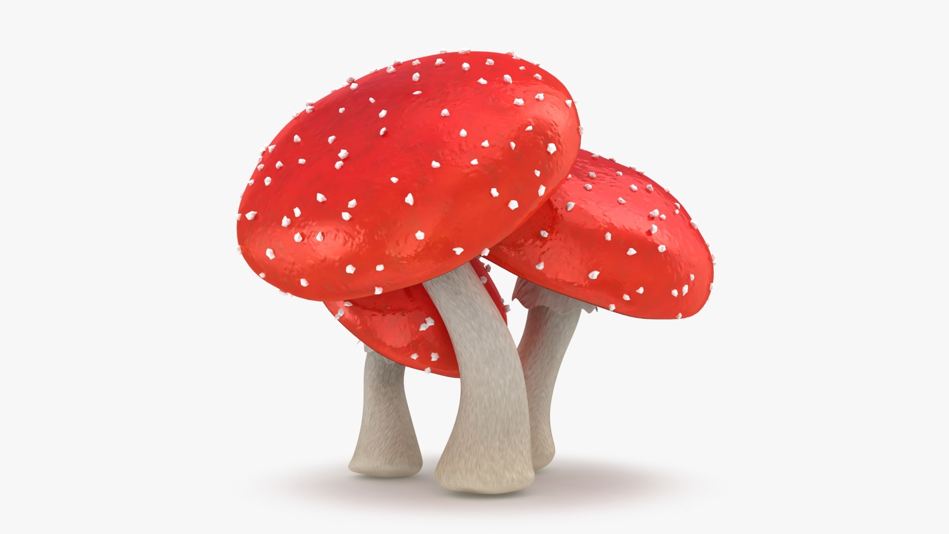 obj mushrooms amanita https://p.turbosquid.com/ts-thumb/Fo/PG8ztG/Xr/mushroomsamanita_b0004/jpg/1673195961/1920x1080/fit_q87/7265a058d26d6a6c858c616fe06c6cfae824b864/mushroomsamanita_b0004.jpg