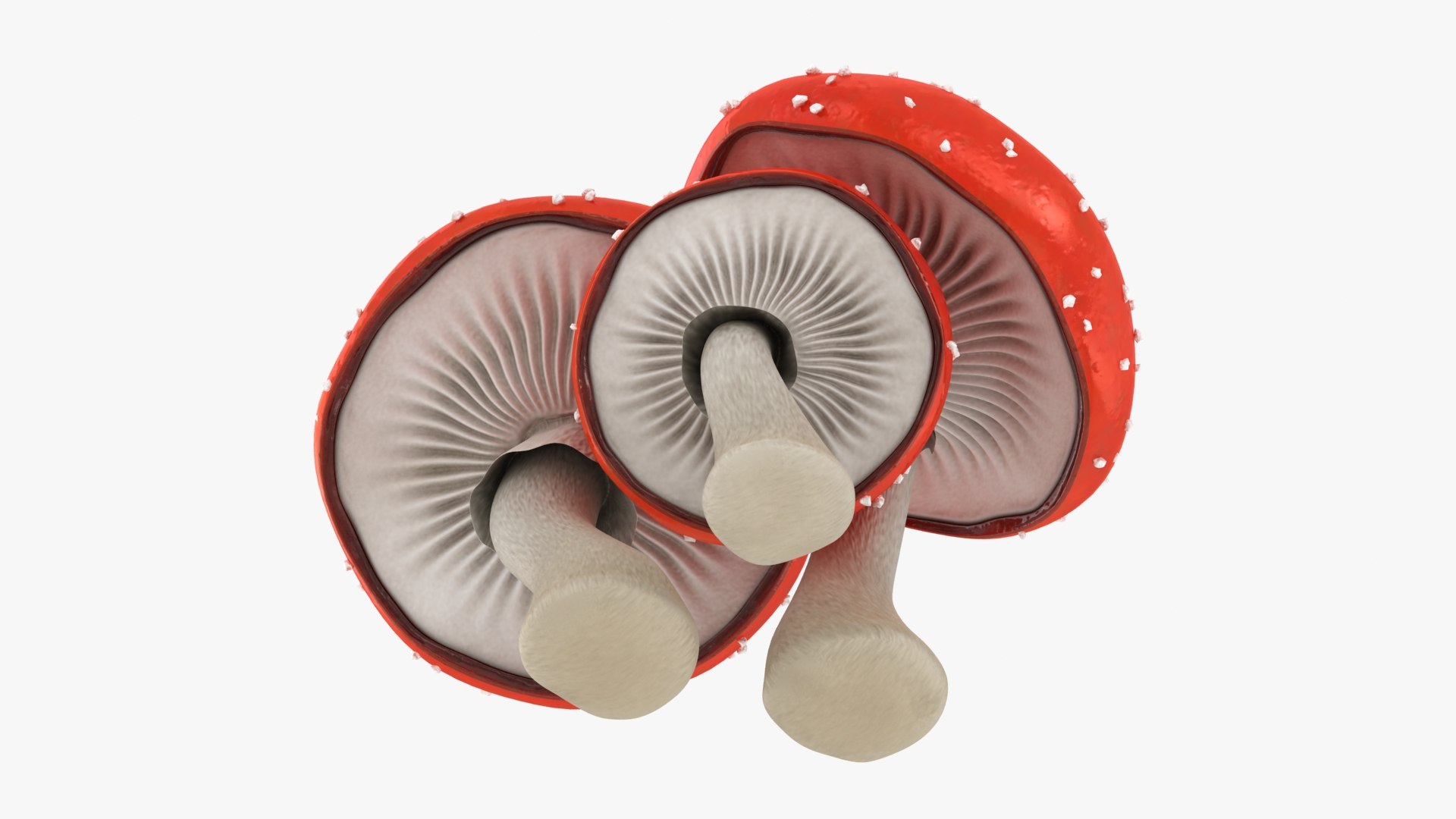 obj mushrooms amanita https://p.turbosquid.com/ts-thumb/Fo/PG8ztG/dG/mushroomsamanita_b0024/jpg/1673195968/1920x1080/fit_q87/7ed533d21f289fde5d8b2bd57b63a02dcf215a68/mushroomsamanita_b0024.jpg