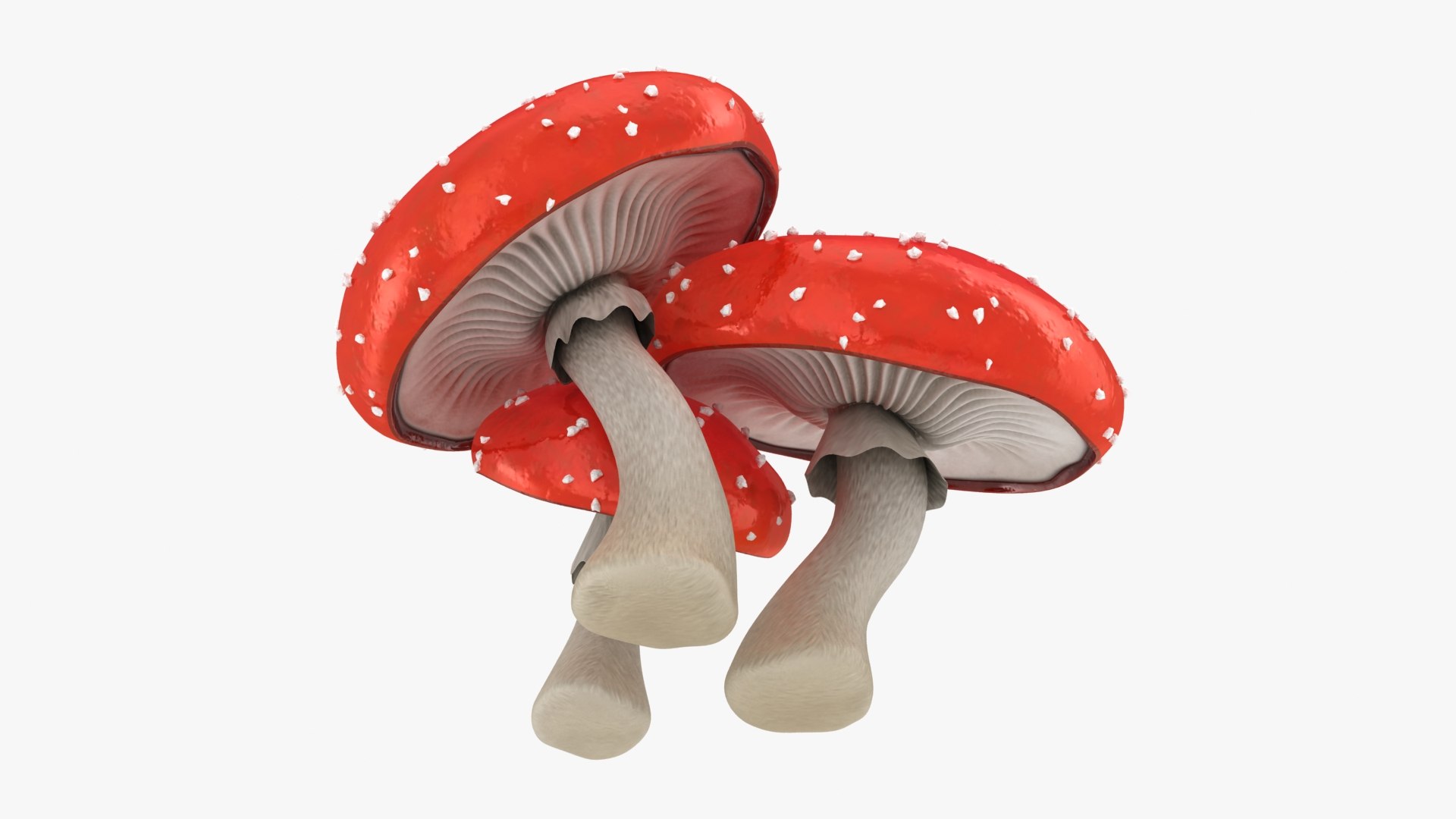obj mushrooms amanita https://p.turbosquid.com/ts-thumb/Fo/PG8ztG/he/mushroomsamanita_b0023/jpg/1673195968/1920x1080/fit_q87/50d57ad2a790287ebb174f1bdda8995a4a61bcdb/mushroomsamanita_b0023.jpg