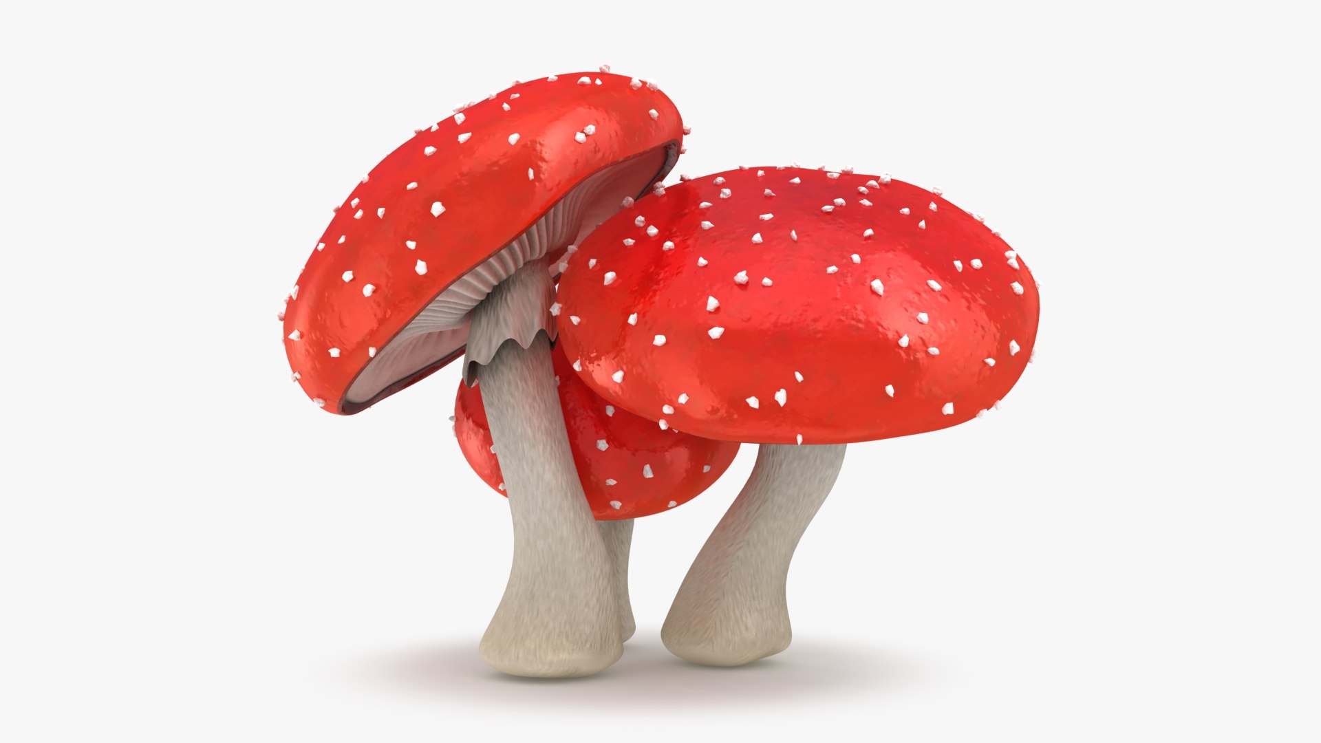 obj mushrooms amanita https://p.turbosquid.com/ts-thumb/Fo/PG8ztG/iG/mushroomsamanita_b0008/jpg/1673195963/1920x1080/fit_q87/bad850cbdfbbbc7eb5b6aeac74012d8a890bae1d/mushroomsamanita_b0008.jpg