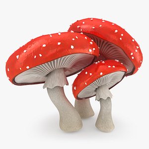 obj mushrooms amanita