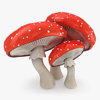 Mushrooms Amanita