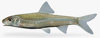 Macrhybopsis storeriana Silver Chub