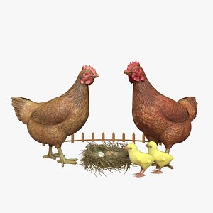 3D Chicken On Nest