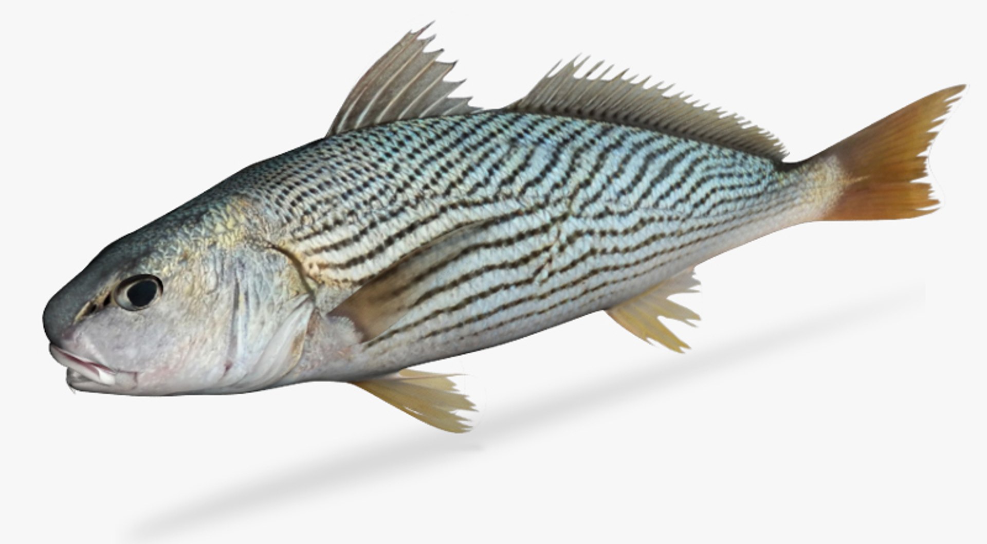 surf croaker 3d model
