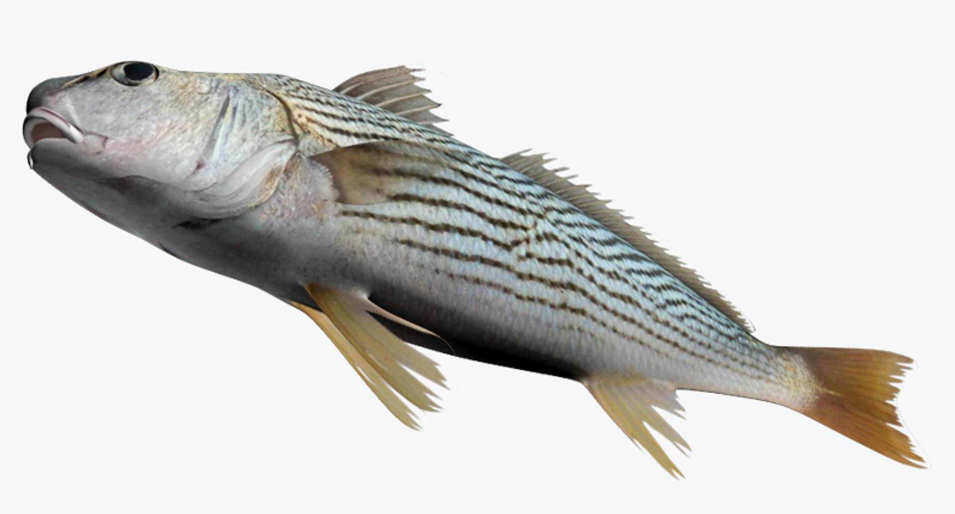 surf croaker 3d model