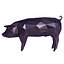 3D pig v1 model