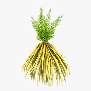 Asparagus