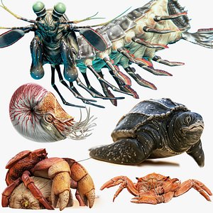Marine Creatures Pack 1 - Red Crab - Coconut Crab - Mantis Shrimp - Sea Turtle - Nautilus - 70