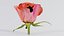 China Chinese Rose Rosa Chinensis Remastered