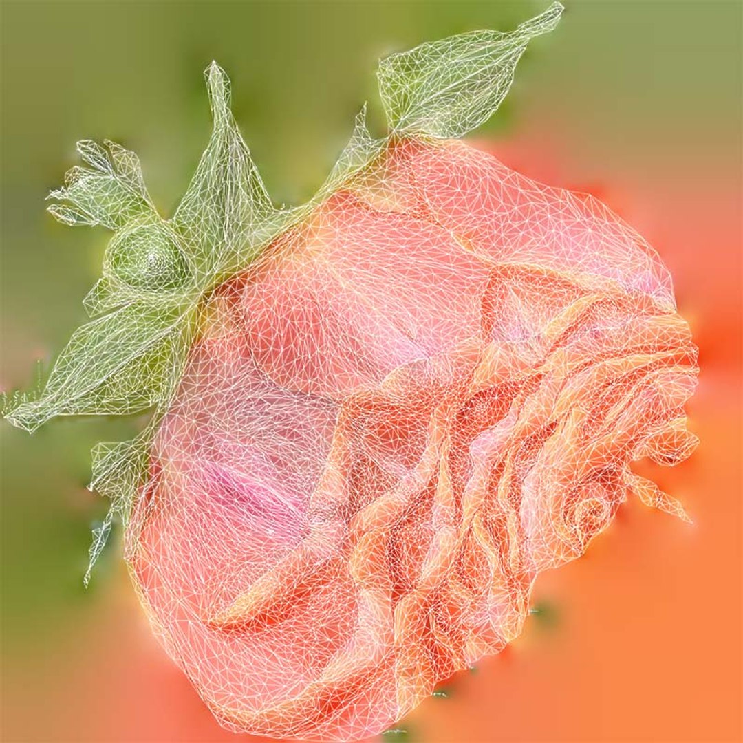 3D China Chinese Rose Rosa Chinensis Remastered model https://p.turbosquid.com/ts-thumb/Fp/Jyg7fk/c1/china_chinese_rose_rosa_chinensis_uv/jpg/1740372532/1920x1080/fit_q87/af1f38aaacc3f555d8c49dec0fbcd261459533d8/china_chinese_rose_rosa_chinensis_uv.jpg