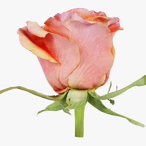 3D China Chinese Rose Rosa Chinensis Remastered model