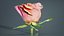 China Chinese Rose Rosa Chinensis Remastered