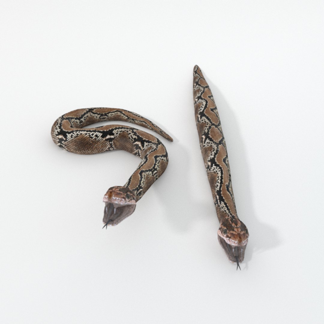Python Snake 3D Model - TurboSquid 1340455