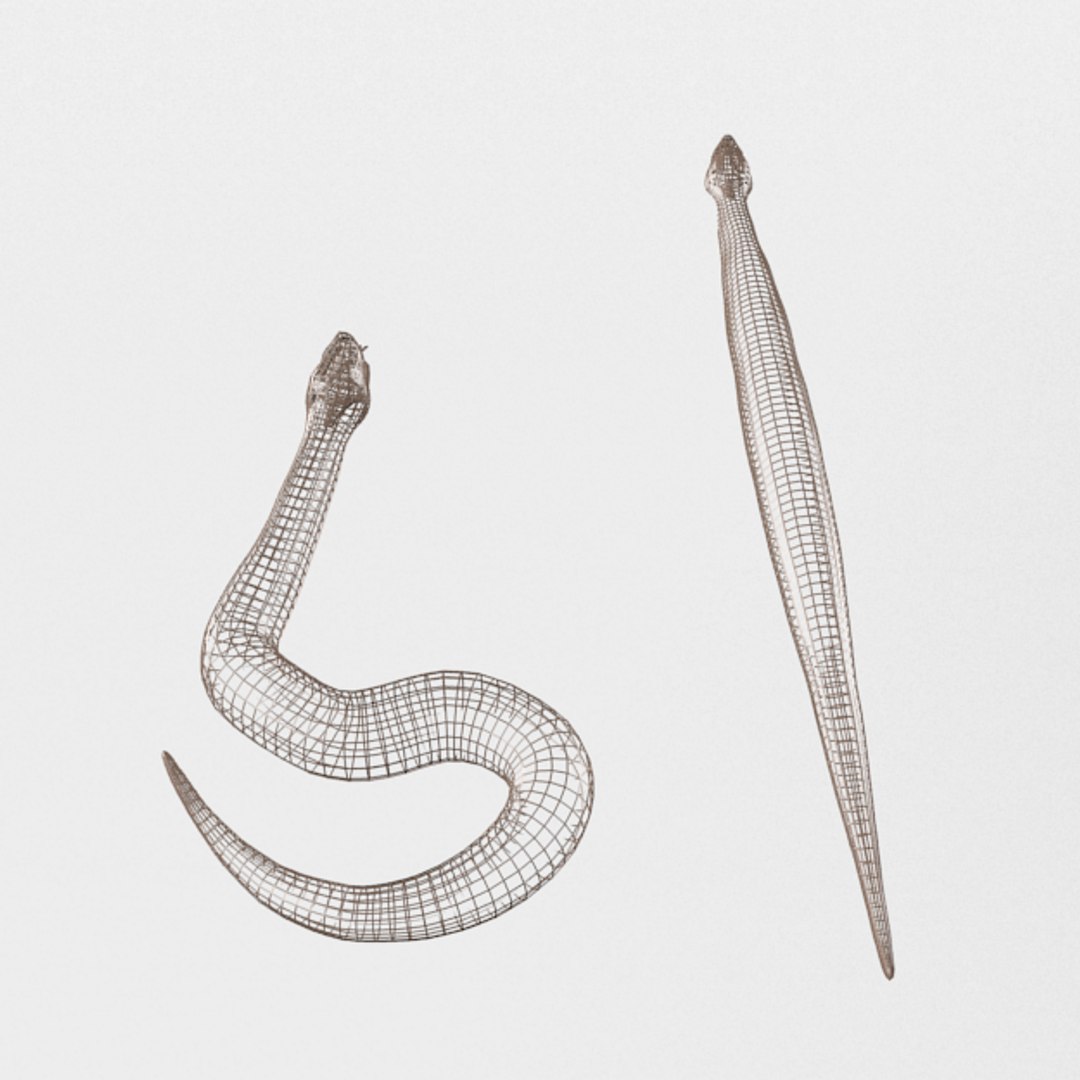 Python Snake 3D Model - TurboSquid 1340455