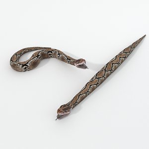 python snake 3D model