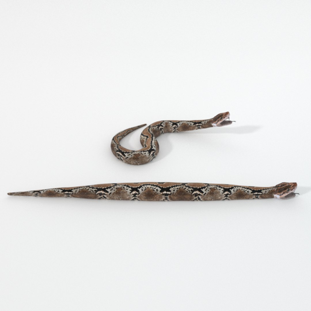 Python Snake 3D Model - TurboSquid 1340455