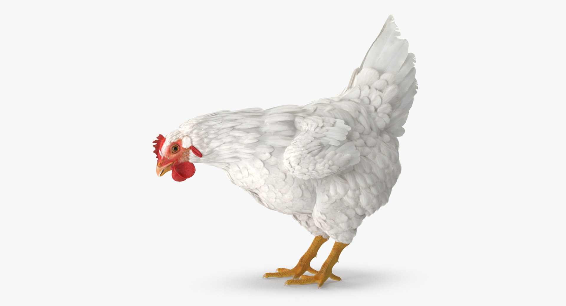 White Chicken Eating Pose 3D Model 3D model preview