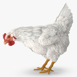 3d model white chicken eating pose