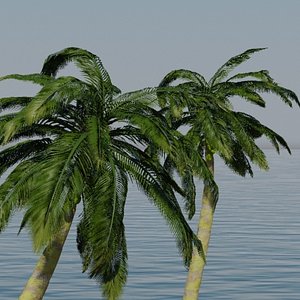 coconut_palms