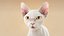 Chat Blanc Fourrure Shorthair Ornatrix
