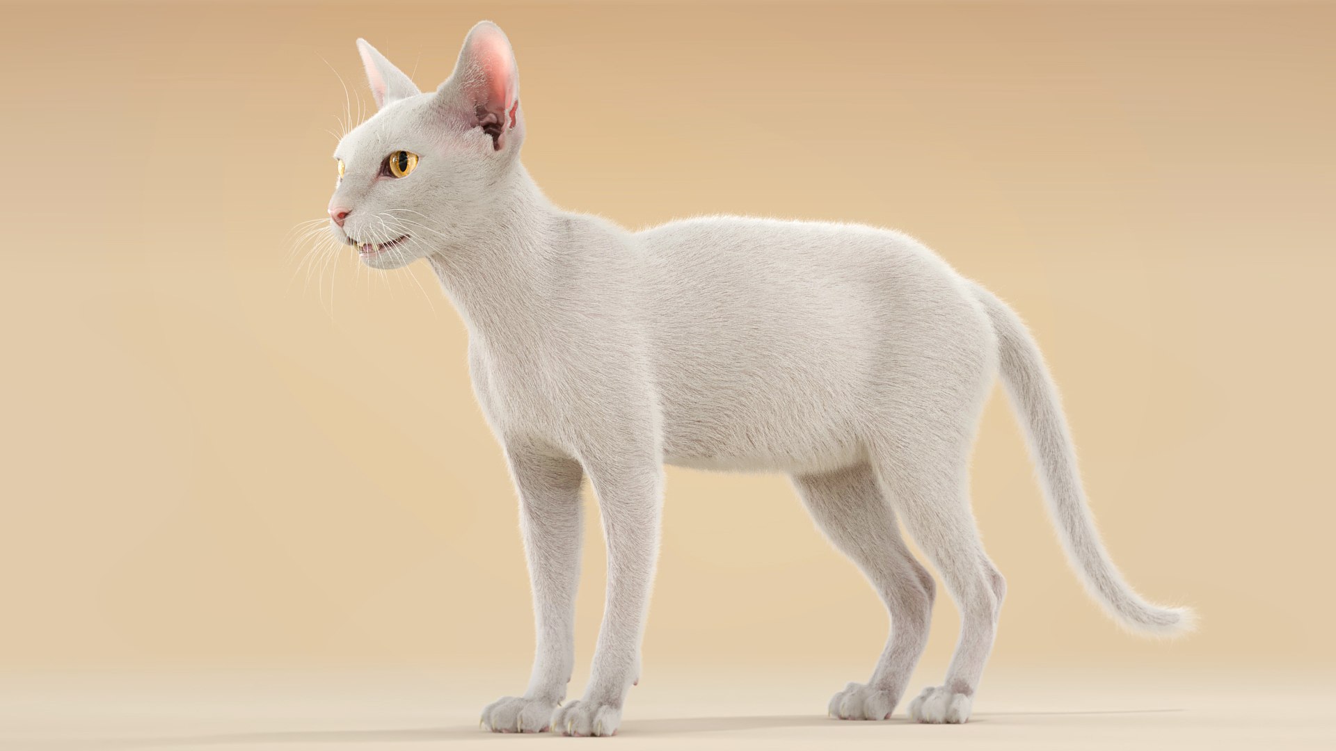 Cat White Fur Shorthair Ornatrix 3D model https://p.turbosquid.com/ts-thumb/Fp/ZMhOQc/W8/cat_orn_white_03/jpg/1627293312/1920x1080/fit_q87/72ca2be5e82ff011e2c2358c5b26a5d339d77ad8/cat_orn_white_03.jpg