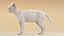 Chat Blanc Fourrure Shorthair Ornatrix