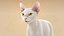 Chat Blanc Fourrure Shorthair Ornatrix