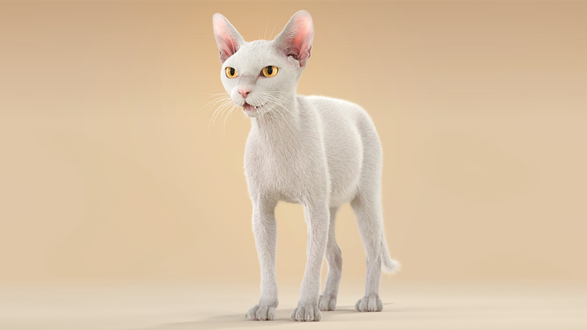 Cat White Fur Shorthair Ornatrix 3D model https://p.turbosquid.com/ts-thumb/Fp/ZMhOQc/zI/cat_orn_white_02/jpg/1627293311/1920x1080/fit_q87/9fd03aae11c89d8c763ada076b93a668799c364d/cat_orn_white_02.jpg