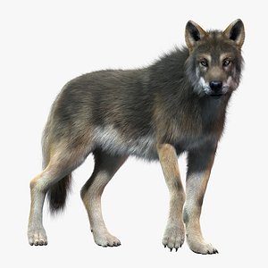 gray wolf 2 fur 3d model