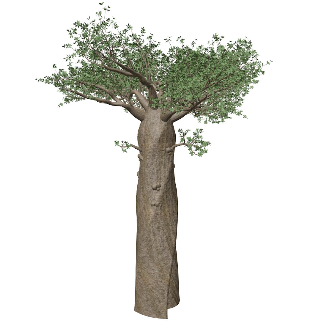 Madagascan Baobab Tree - 07 - 3D Model - TurboSquid 2377156